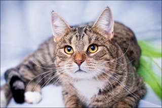 Котофей-Тимофей ищет новый дом