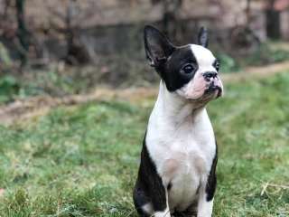 Бостон терьеры - щенки