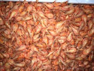 Черноморская креветка