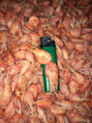 Креветка азовская и черноморская