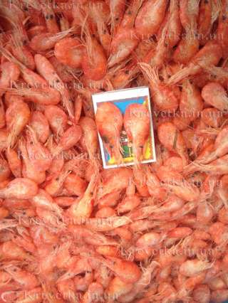 Креветка икряная