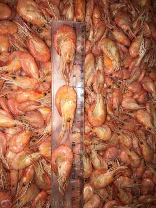 Свежевыловленные варёные креветки