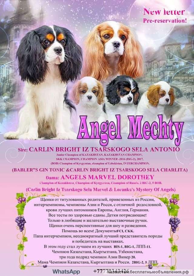Питомник кавалер кинг чарльз спаниелей "АНГЕЛ МЕЧТЫ"