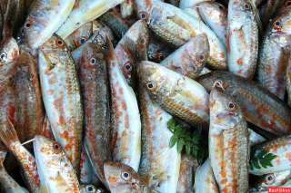 Барабулька