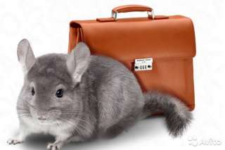 Приглашаем партнеров - малый бизнес-ферма шиншилл