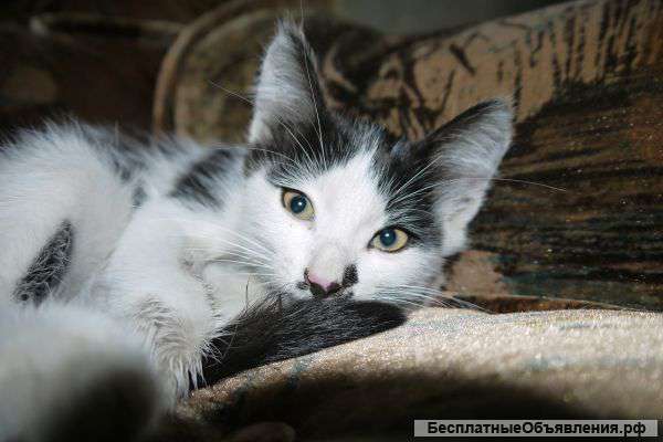 Отдам кошечку в добрые руки