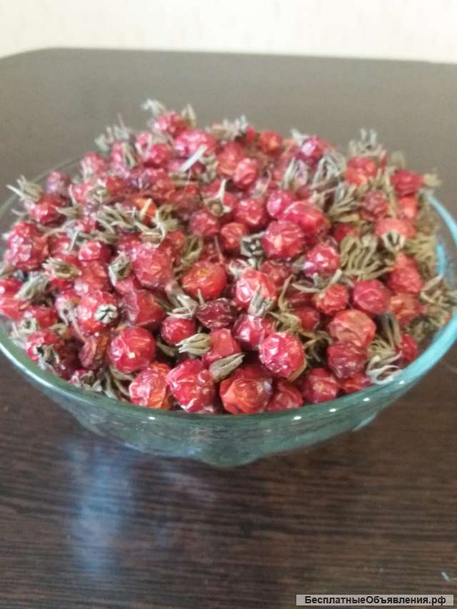 Шиповник