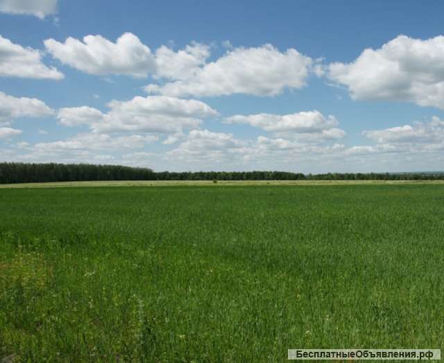 Земельный участок площадью 35 га, Московская область