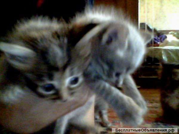Котята домашние в добрые руки