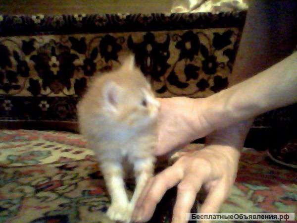 Ангорская рыжая девочка в добрые руки