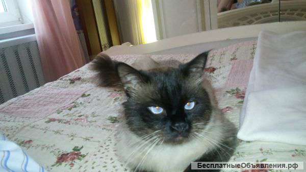 Нашли кота, невская маскарадная