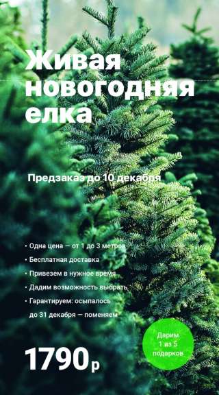 Живая новогодняя ёлочка с доставкой по Москве