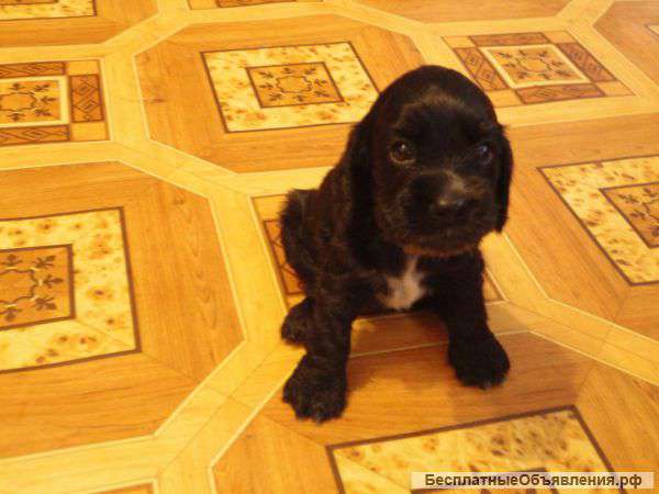 Плюшевые очеровашки (английский кокер-спаниель)