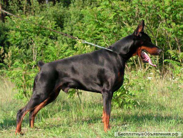 Щенки добермана из Питомника Ekskalibur