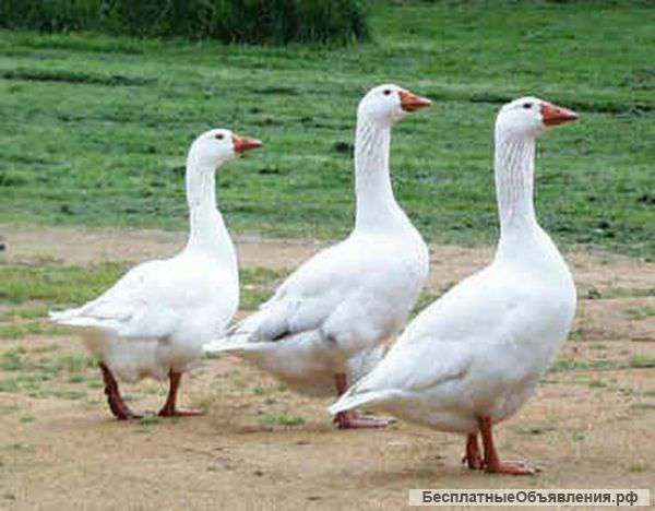 Мясо птицы из деревни