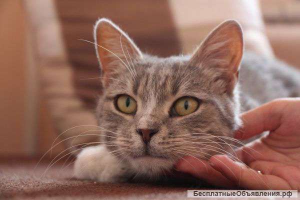 Котик Томас ищет дом