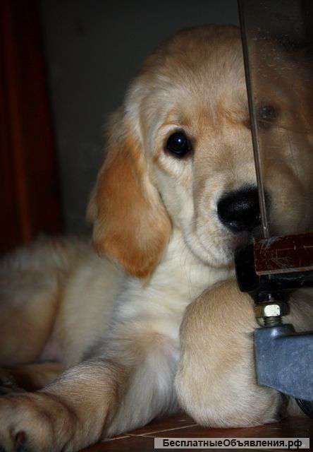 Очаровательные рыжики