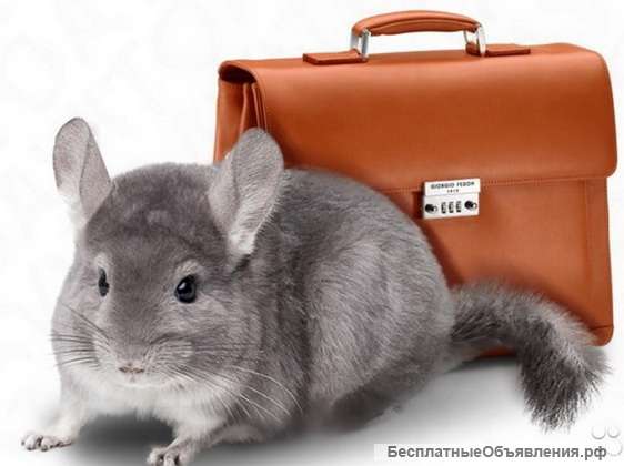 Займитесь сверх прибыльным бизнесом – разведением шиншилл