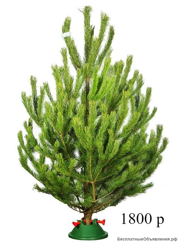 Живые ёлки и сосны в Москве к Новому году