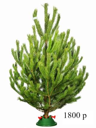 Живые ёлки и сосны в Москве к Новому году