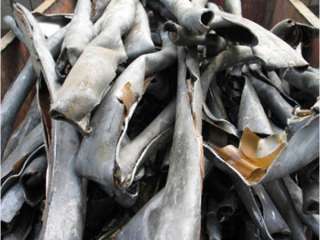 Покупаем лом Свинца