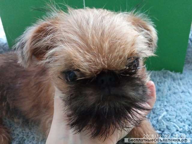 Брюссельский Грифон ИЗУМИТЕЛЬНАЯ ДЕВОЧКА