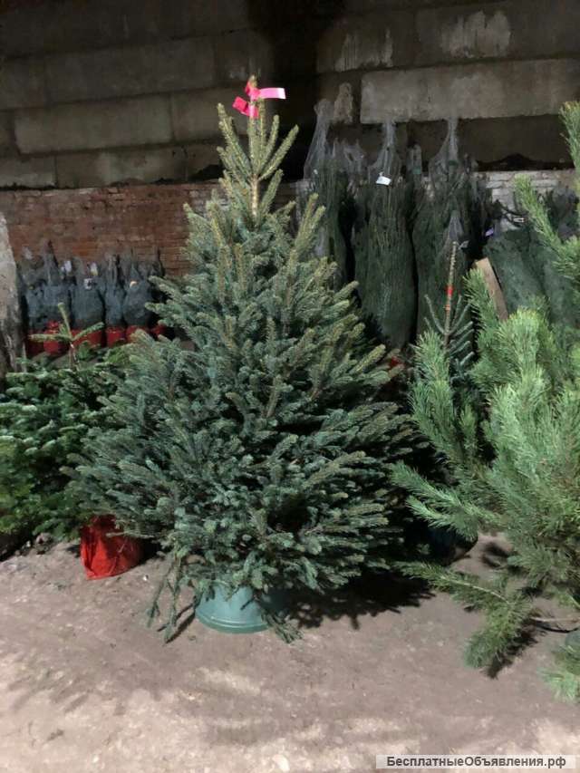 Живые елки
