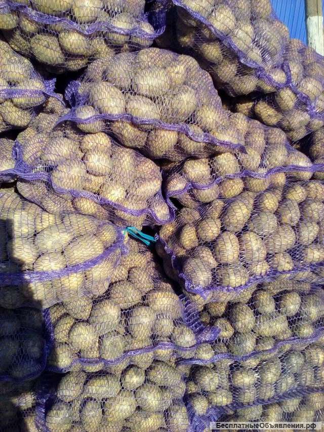 Картофель гала оптом от производителя 9 р/кг