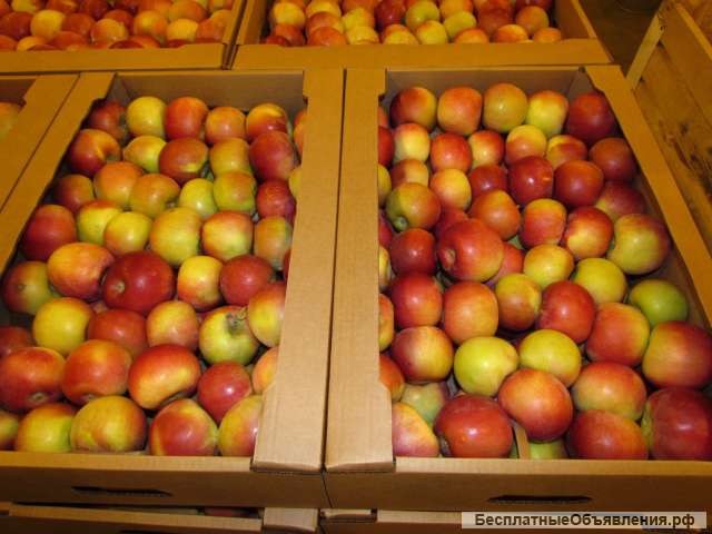 Яблоко оптом цена: 17.00 руб / кг.