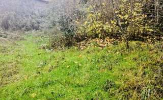 Участок с плодовым садом