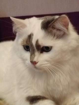 Котик Сява в поиске Любящей семьи