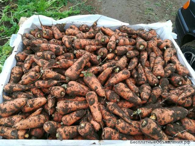 Морковь, сорт абако, кордоба ОПТОМ из Крыма
