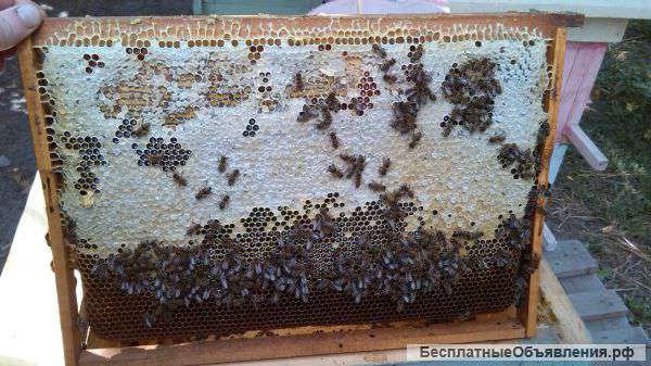 Мёд цветочный 2014 года с доставкой 30 кг