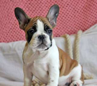 Щенки французского бульдога, профессиональный питомник