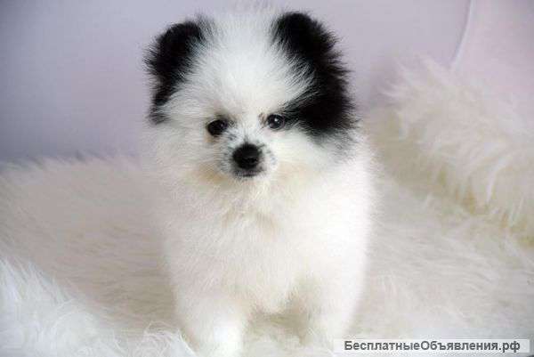 Ласковые и доступное Щенки чашка Поморское