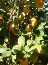 Плантации лимонов, 61 гектар
