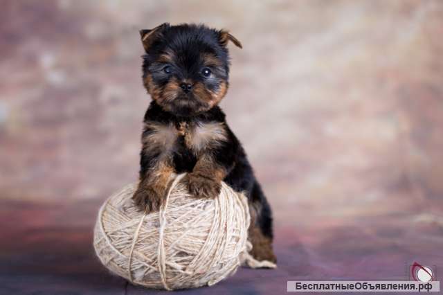 Щенка йоркширского терьера от Ирлайн-дог
