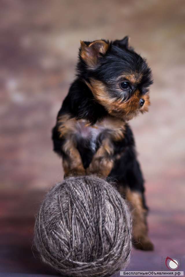 Щенка йоркширского терьера от Ирлайн-дог