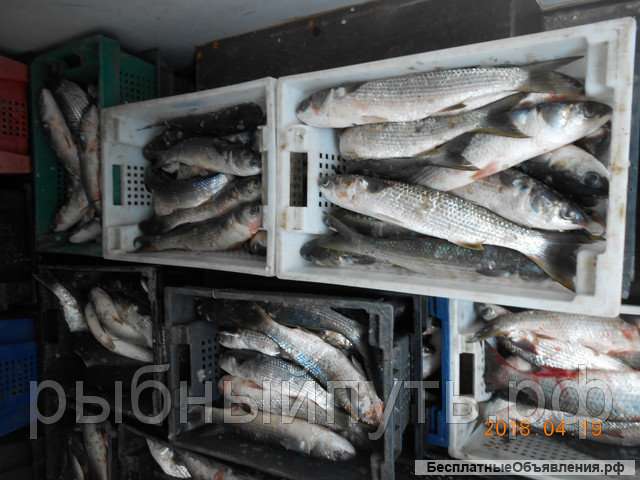 Крымская рыба и морепродукты оптом от производителя в Керчи