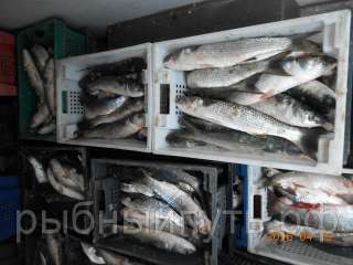 Крымская рыба и морепродукты оптом от производителя в Керчи