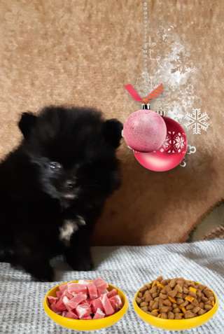 Шпиц мини мальчики черный и соболь