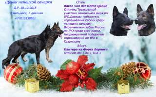Щенки немецкой овчарки рабочего разведения