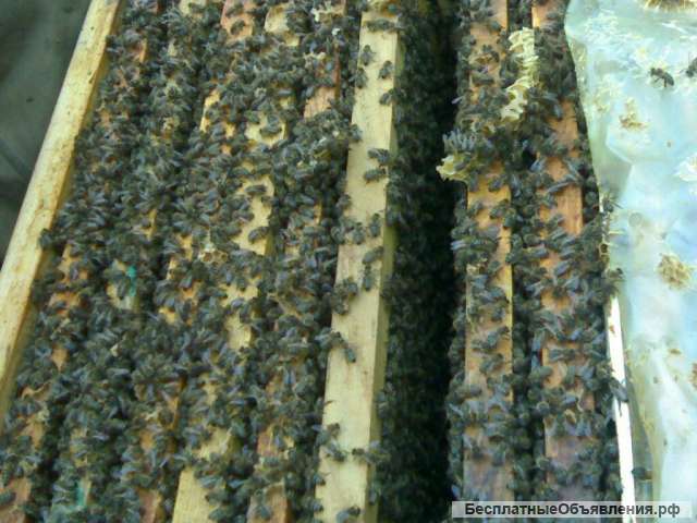 Пчелопакеты оптом