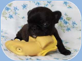 Французского бульдога, щенки