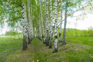 10 км от Пущино участок 12 соток