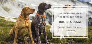 Одежда для собак