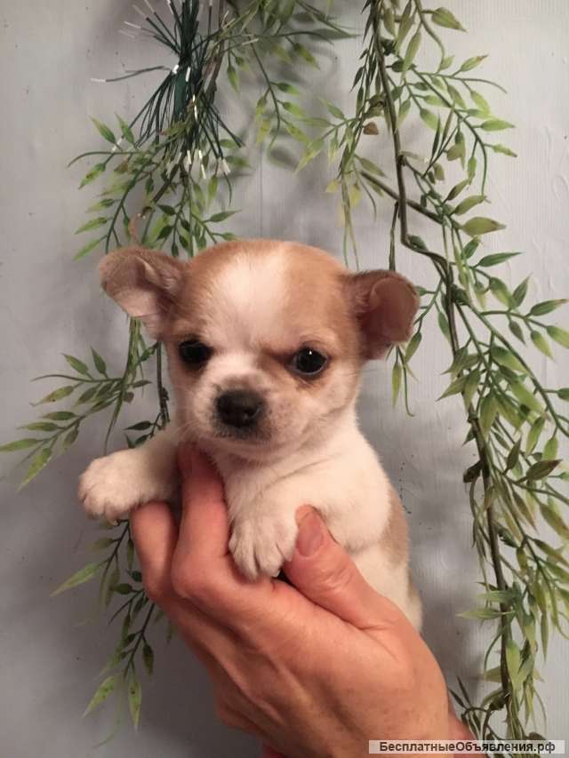 Мальчик чихуахуа