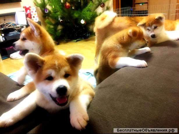 Щенки акита ину