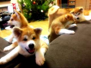 Щенки акита ину