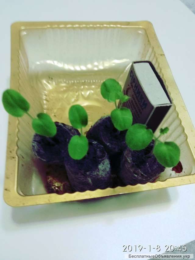 Торфяная таблетка Jiffy-7 (Джиффи) для рассады, Ø24мм